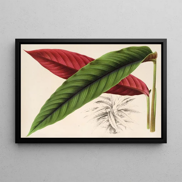 Calathea Maranta nigrocostata - Charles Antoine Lemaire — framed artwork on a wall