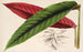 Calathea Maranta nigrocostata - Charles Antoine Lemaire — artwork view
