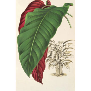 Charles Antoine Lemaire - Calathea arrecta.webp