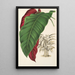 Calathea arrecta - Charles Antoine Lemaire — framed artwork on a wall