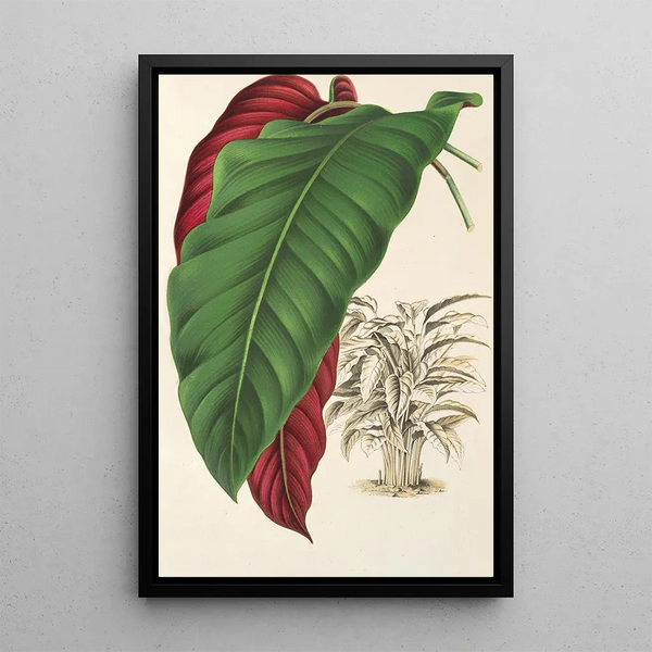 Calathea arrecta - Charles Antoine Lemaire — framed artwork on a wall