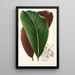 Calathea pacifica - Charles Antoine Lemaire — artwork view