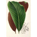 Calathea pacifica - Charles Antoine Lemaire — framed artwork on a wall