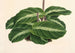 Calathea undulata - Charles Antoine Lemaire — artwork view