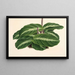 Calathea undulata - Charles Antoine Lemaire — framed artwork on a wall