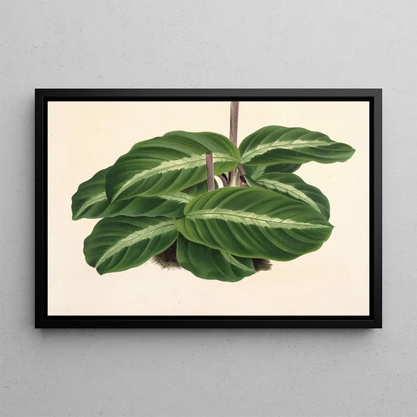 Calathea undulata - Charles Antoine Lemaire — framed artwork on a wall