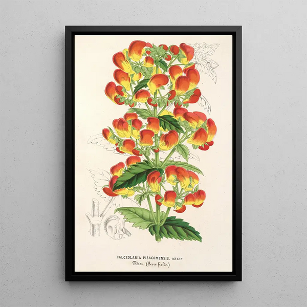 Reproduction of the painting Calceolaria pisacomensis - Charles Antoine Lemaire
