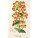 Reproduction of the painting Calceolaria pisacomensis - Charles Antoine Lemaire