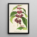 Reproduction of the painting Callicarpa purpurea - Charles Antoine Lemaire