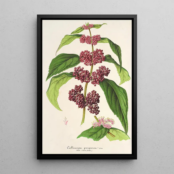 Reproduction of the painting Callicarpa purpurea - Charles Antoine Lemaire