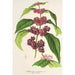 Reproduction of the painting Callicarpa purpurea - Charles Antoine Lemaire