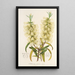 Reproduction of the painting Callistemon amnus - Charles Antoine Lemaire