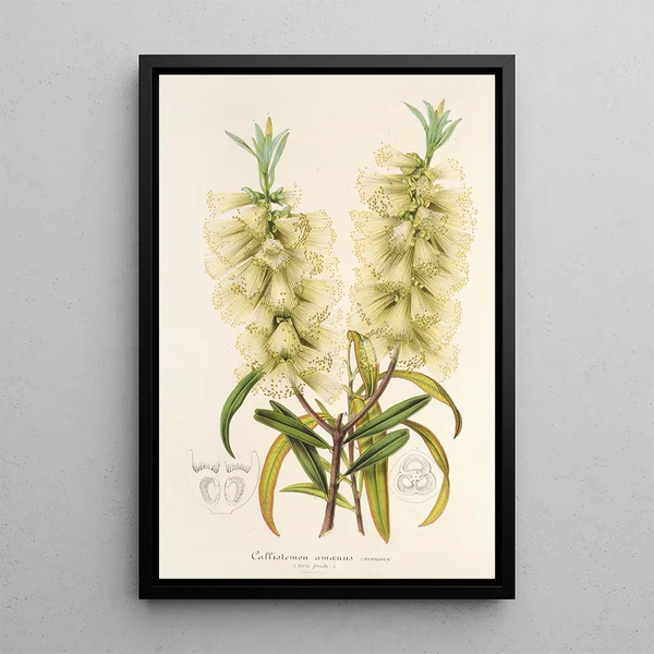 Reproduction of the painting Callistemon amnus - Charles Antoine Lemaire
