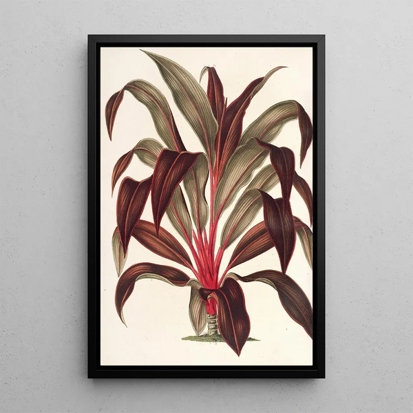 Reproduction of the painting Calodracon terminalis var Moorei - Charles Antoine Lemaire
