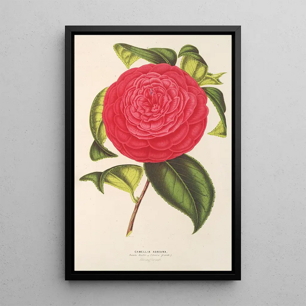 Camellia Adriana - Charles Antoine Lemaire — framed artwork on a wall