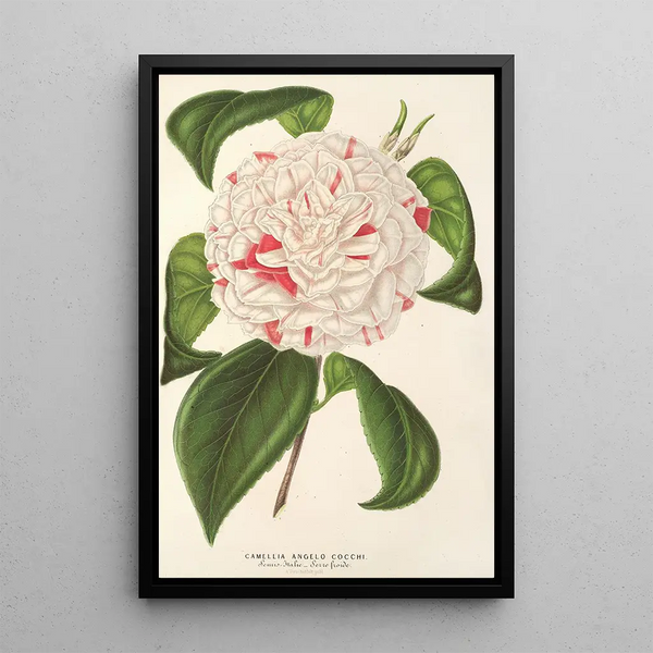 Reproduction of the painting Camellia Angelo Cocchi - Charles Antoine Lemaire
