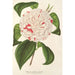 Reproduction of the painting Camellia Angelo Cocchi - Charles Antoine Lemaire