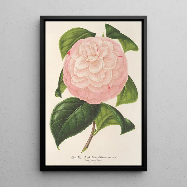 Reproduction of the painting Camellia Archiduc Étienne - Charles Antoine Lemaire