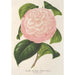 Reproduction of the painting Camellia Archiduc Étienne - Charles Antoine Lemaire