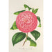 Camellia Baron de Vrière - Charles Antoine Lemaire — artwork view