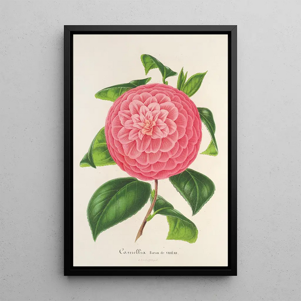 Camellia Baron de Vrière - Charles Antoine Lemaire — framed artwork on a wall