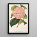 Camellia Bella Romana - Charles Antoine Lemaire — framed artwork on a wall