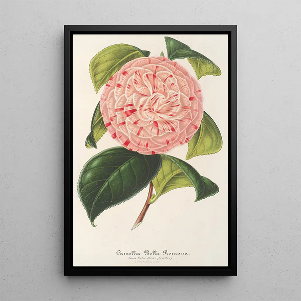 Camellia Bella Romana - Charles Antoine Lemaire — framed artwork on a wall