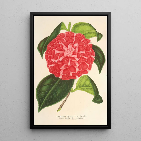 Reproduction of the painting Camellia Cariotta Peloso hybride - Charles Antoine Lemaire