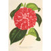 Reproduction of the painting Camellia Cariotta Peloso hybride - Charles Antoine Lemaire