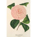 Camellia Caterina Rossi - Charles Antoine Lemaire — artwork view