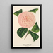 Camellia Caterina Rossi - Charles Antoine Lemaire — framed artwork on a wall