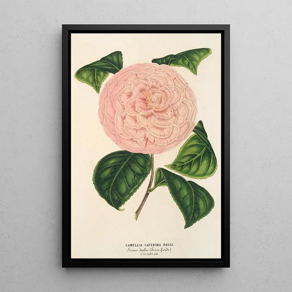 Camellia Caterina Rossi - Charles Antoine Lemaire — framed artwork on a wall