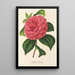 Camellia Clodia - Charles Antoine Lemaire — framed artwork on a wall