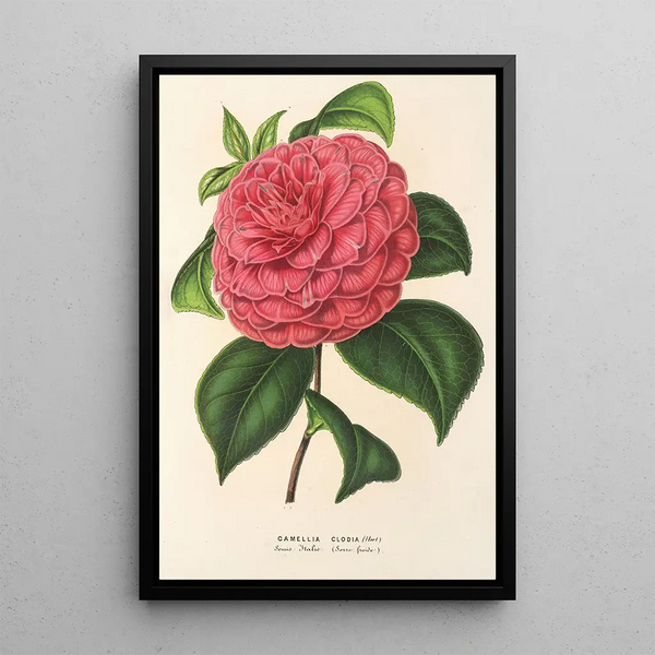 Camellia Clodia - Charles Antoine Lemaire — framed artwork on a wall