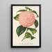 Reproduction of the painting Camellia Count of Toll - Charles Antoine Lemaire