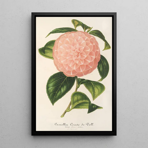 Reproduction of the painting Camellia Count of Toll - Charles Antoine Lemaire