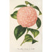Reproduction of the painting Camellia Count of Toll - Charles Antoine Lemaire
