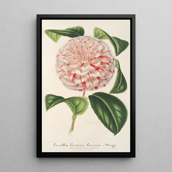 Reproduction of the painting Camellia Countess Lavinia Maggi - Charles Antoine Lemaire