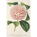 Reproduction of the painting Camellia Countess Lavinia Maggi - Charles Antoine Lemaire