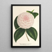 Camellia Constantin Trtiakoff hybrid - Charles Antoine Lemaire — framed artwork on a wall