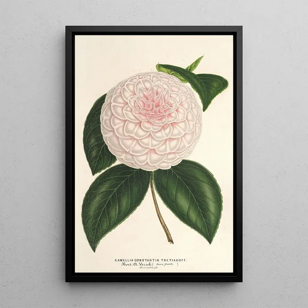 Camellia Constantin Trtiakoff hybrid - Charles Antoine Lemaire — framed artwork on a wall