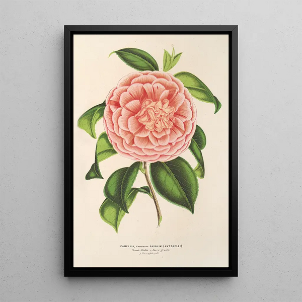 Reproduction of the painting Camellia Contessa Pasolini - Charles Antoine Lemaire