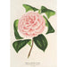 Camellia Contessa Tozzoni - Charles Antoine Lemaire — artwork view