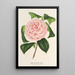 Camellia Contessa Tozzoni - Charles Antoine Lemaire — framed artwork on a wall