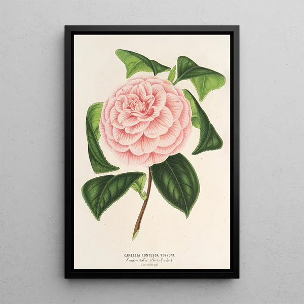 Camellia Contessa Tozzoni - Charles Antoine Lemaire — framed artwork on a wall