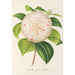 Camellia Cora L Barton - Charles Antoine Lemaire — artwork view