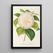 Camellia Cora L Barton - Charles Antoine Lemaire — framed artwork on a wall