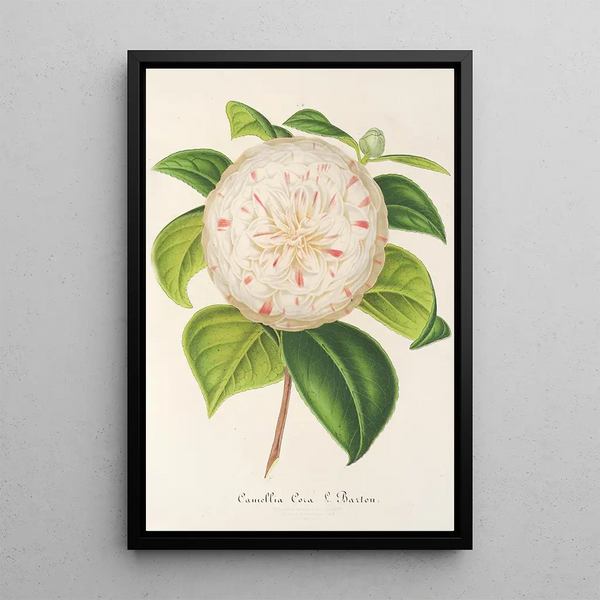 Camellia Cora L Barton - Charles Antoine Lemaire — framed artwork on a wall