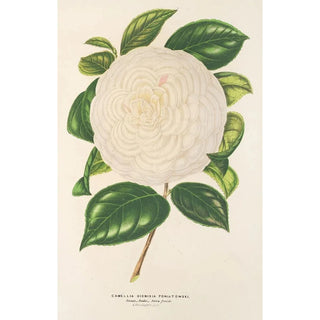 Charles Antoine Lemaire - Camellia Dionisia Poniatowski.webp