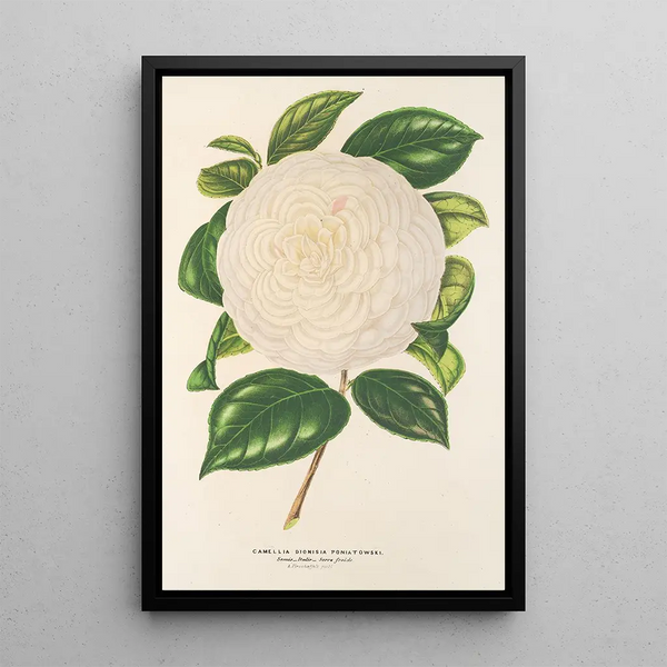 Camellia Dionisia Poniatowski - Charles Antoine Lemaire — framed artwork on a wall